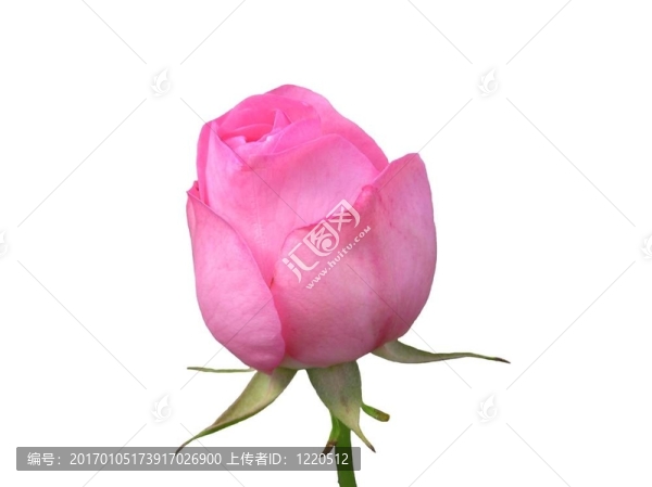 今天的萌芽；Bloom,Tom