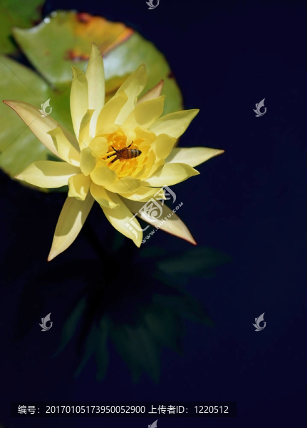 蜜蜂的盛宴