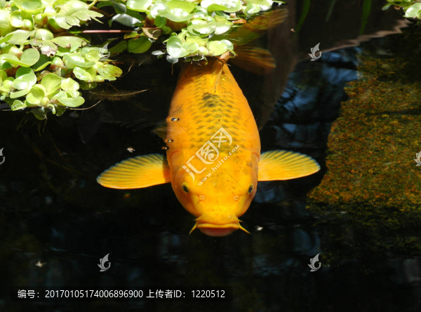 池塘里的魚