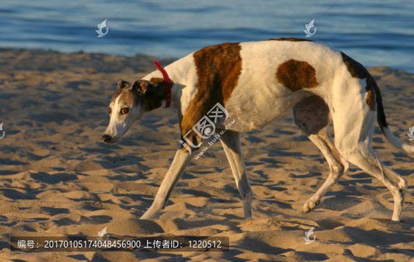 打敗了的狗