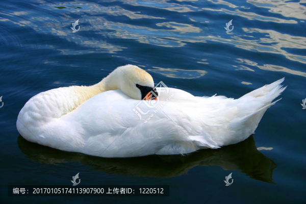 睡天鵝式
