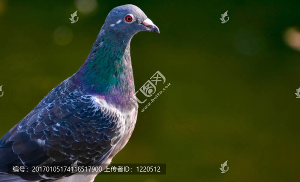 鴿看2