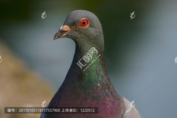 鴿子的樣子
