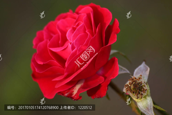 美麗的玫瑰