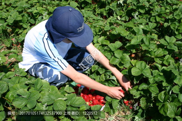 Strawberry摘