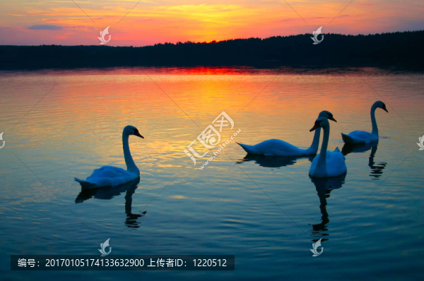 天鵝家族