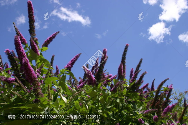 大葉醉魚草