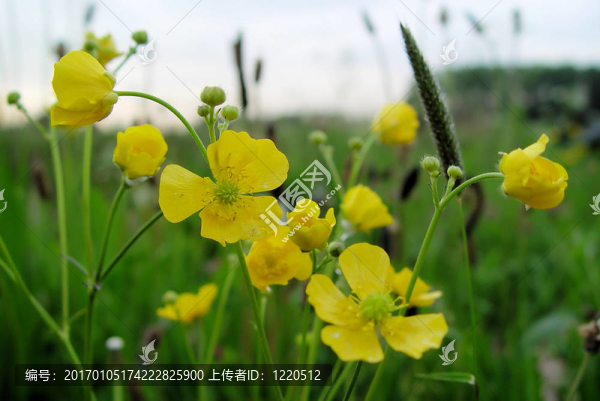 奶油花