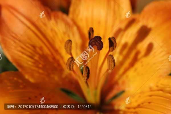 橙色百合