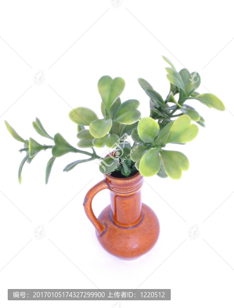 花瓶里的綠枝
