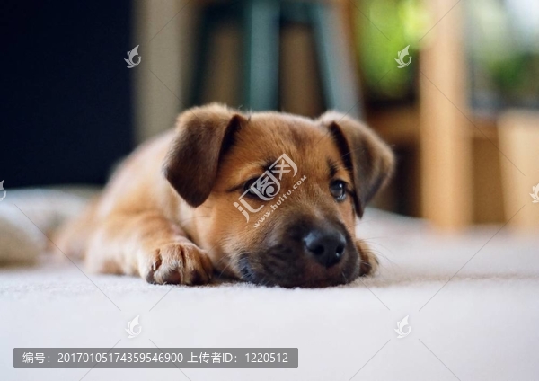 活潑的小狗