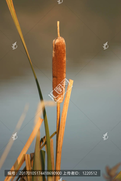 香蒲