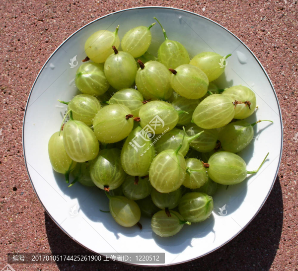 板gooseberrie-匯圖網(wǎng) www.fosd68.com 板gooseberrie