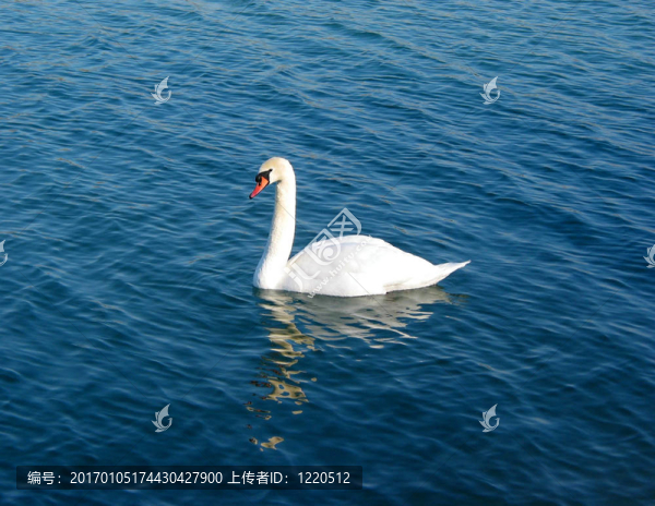 天鵝在水上