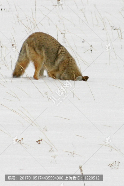 獵狼