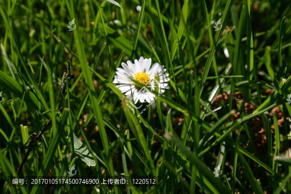 雛菊花
