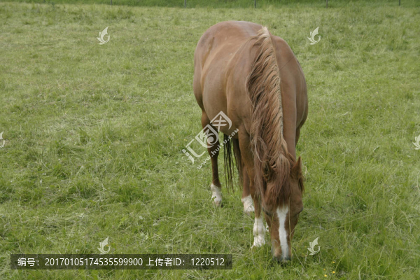 馬