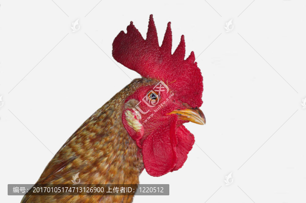 我的公雞