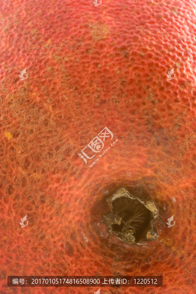 紅梨摘要2
