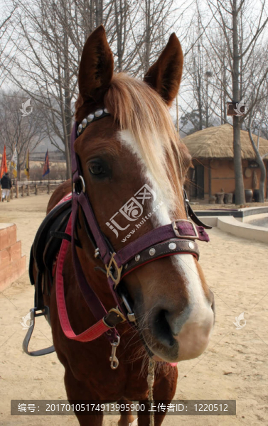 馬