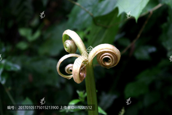 一個(gè)孤獨(dú)的花