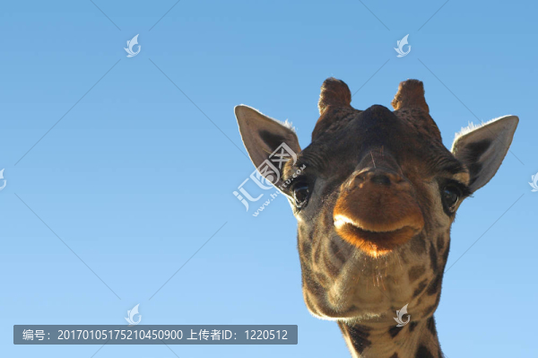 geiraffe