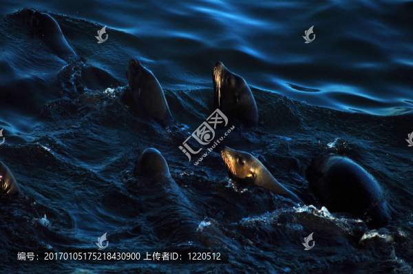 海豹游泳