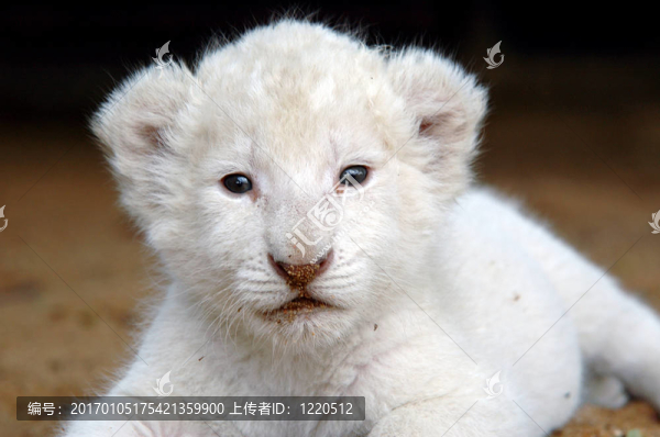 白獅幼崽