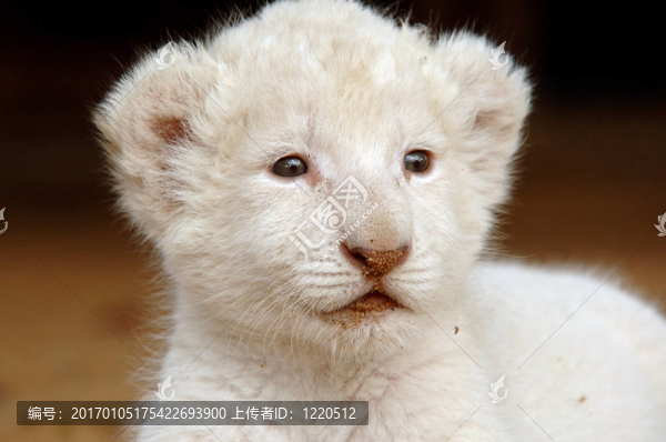 白獅幼崽