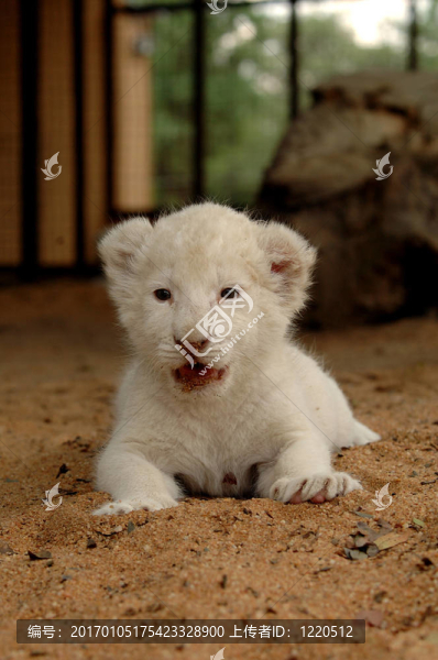 白獅幼崽