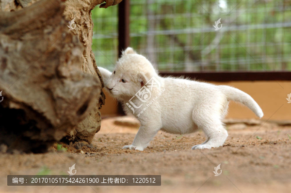 白獅幼崽