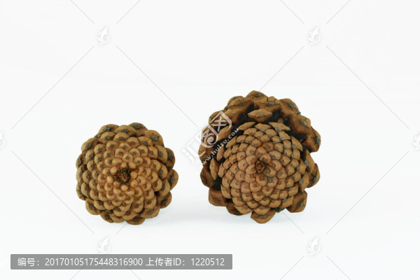 松果的圖案
