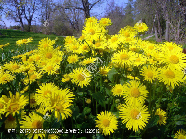 黃色的花