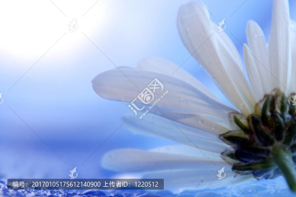 daisies18