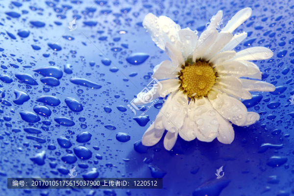 daisies9