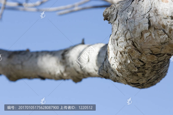 關(guān)閉一棵樹分支