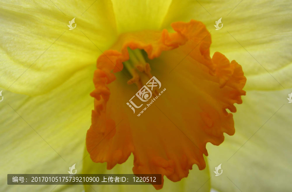 番紅花的花