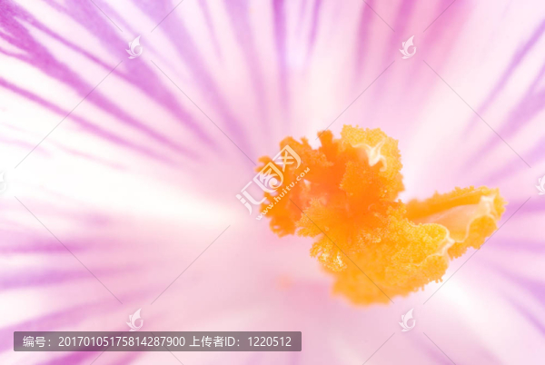 對藏紅花的心臟——宏