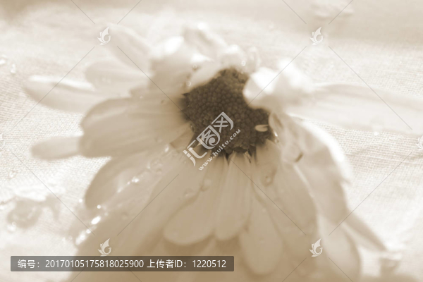 daisies10