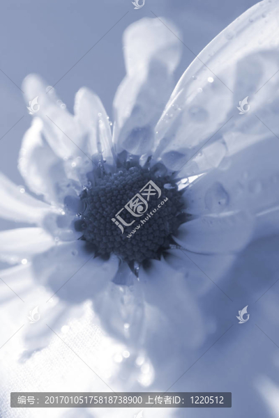 daisies11