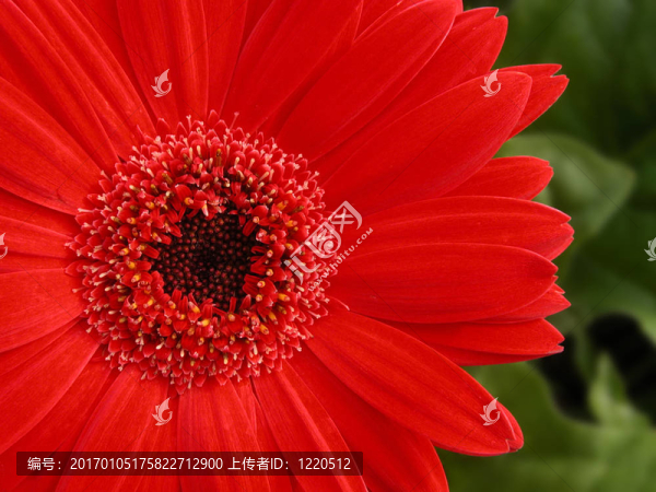 非洲菊