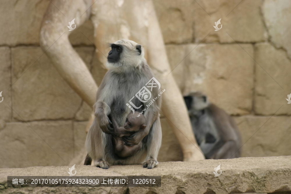 長(zhǎng)尾葉猴