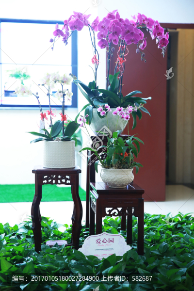 室內(nèi)盆栽