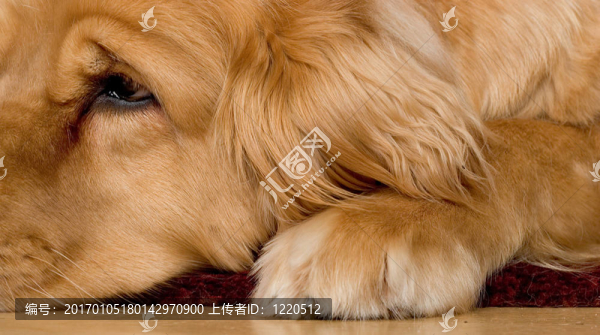 漂亮的金毛獵犬
