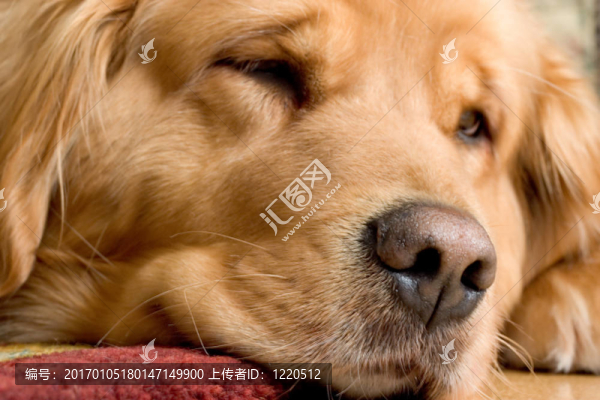 漂亮的金毛獵犬