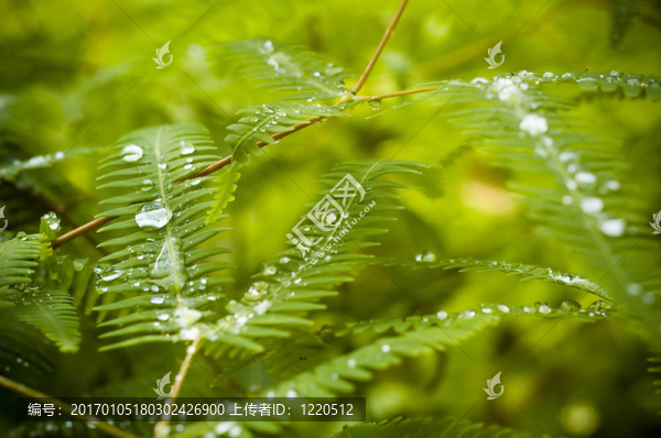 露水對(duì)蕨類植物