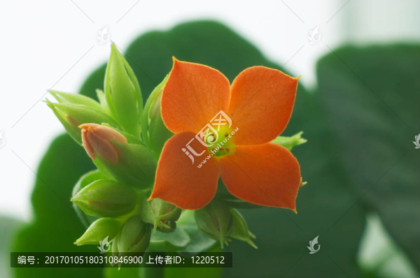 紅鈴4
