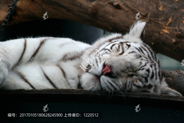 白虎