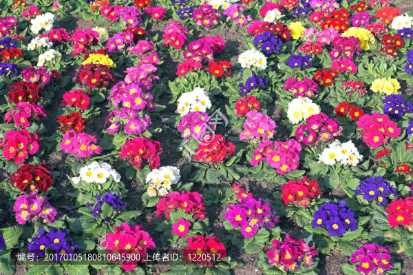 報春花