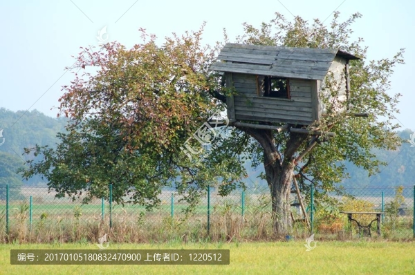 樹屋